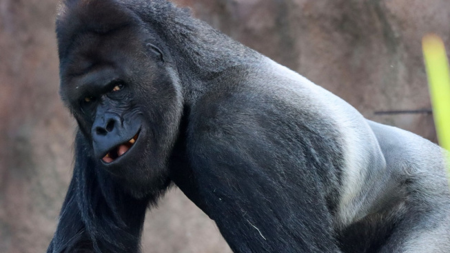 Gorilí samec Richard „zdobí“ pražskou zoo už 20 let