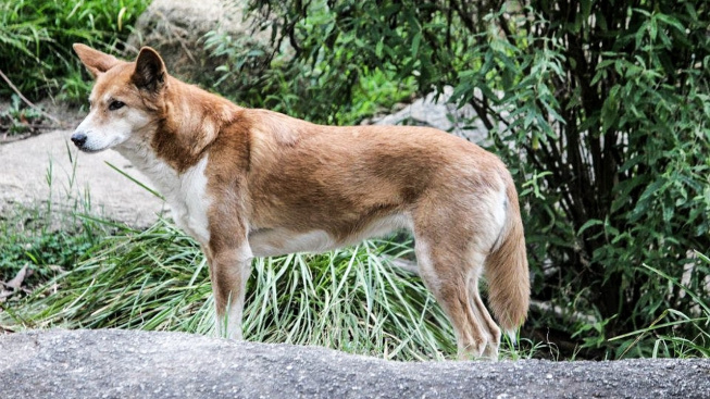 Psi dingo překvapili vědce. Se psy domácími se kříží mnohem méně, než mysleli
