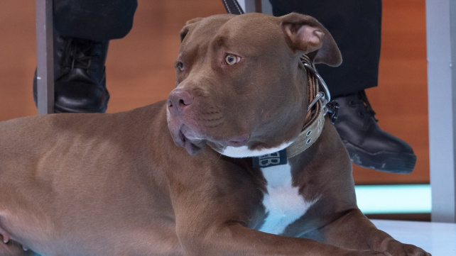 Británie zakázala psy american bully XL. Za jejich utracení nabízí chovatelům peníze