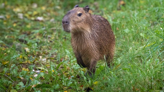 Do pražské zoo se vrací kapybary. K vidění budou od soboty