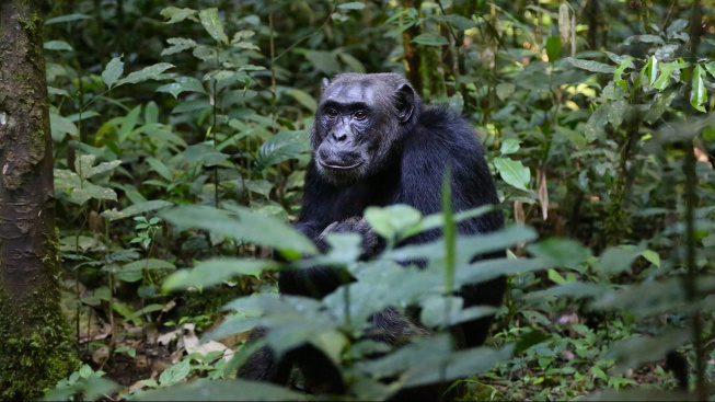Šimpanzi používají bojové taktiky podobné lidským, zjistili vědci