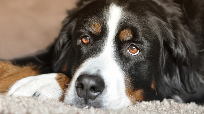 Barevná tvář usnadňuje psům komunikaci s lidmi