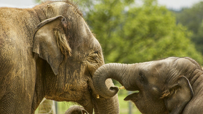 Vědci překvapivě říkají: "Sloni možná kdysi domestikovali sami sebe"