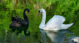 Na rybníku v Tovačově se objevila černá labuť. Hledá se její majitel