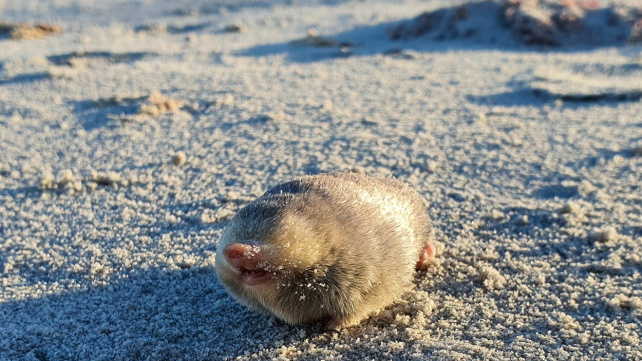 Slepý zlatokrt se supersluchem nevyhynul. Po 80 letech ho vědci znovu objevili