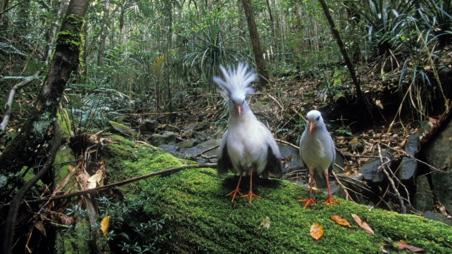 Sloni a gorily mají dárců dost. Adoptujte méně známá zvířata