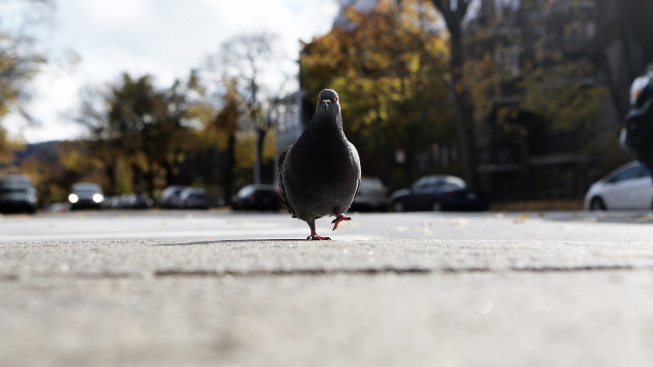 Za "vraždu" holuba může jít japonský taxikář do vězení