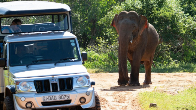 Slon na Srí Lance vnikl oknem do auta s turisty, hledal něco k jídlu