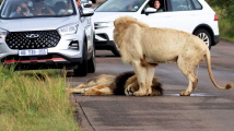 Lev na silnici