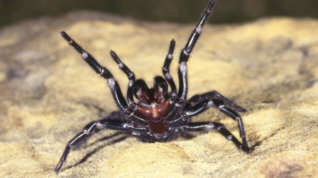 Obří sklípkanec, jeden z nejjedovatějších pavouků, pomůže zachraňovat životy