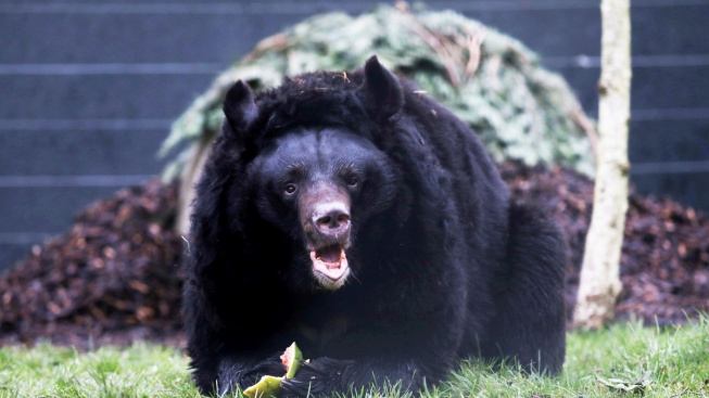 Medvěd z vybombardované ukrajinské zoo našel útočiště ve Skotsku