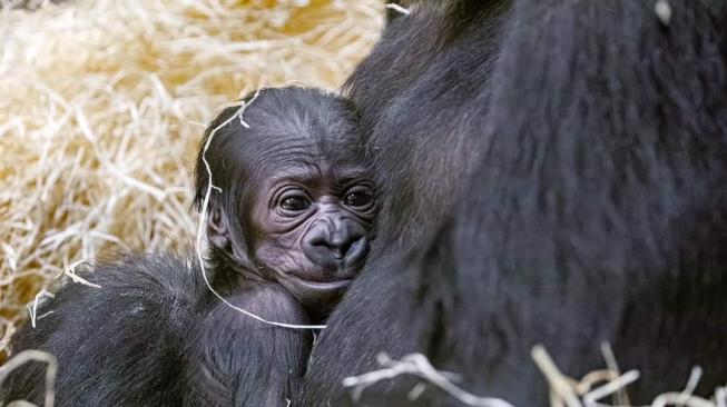 Gorilí mládě z pražské zoo je samička
