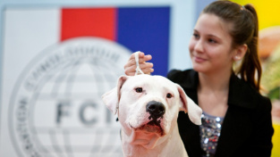 Česko je v Evropě kynologickou velmocí, chovatelů psů je víc než před covidem