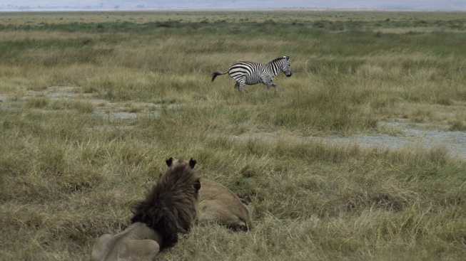 Lvi v Africe zvládají ulovit méně zeber. Můžou za to mravenci